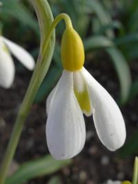 GALANTHUS WENDY'S GOLD